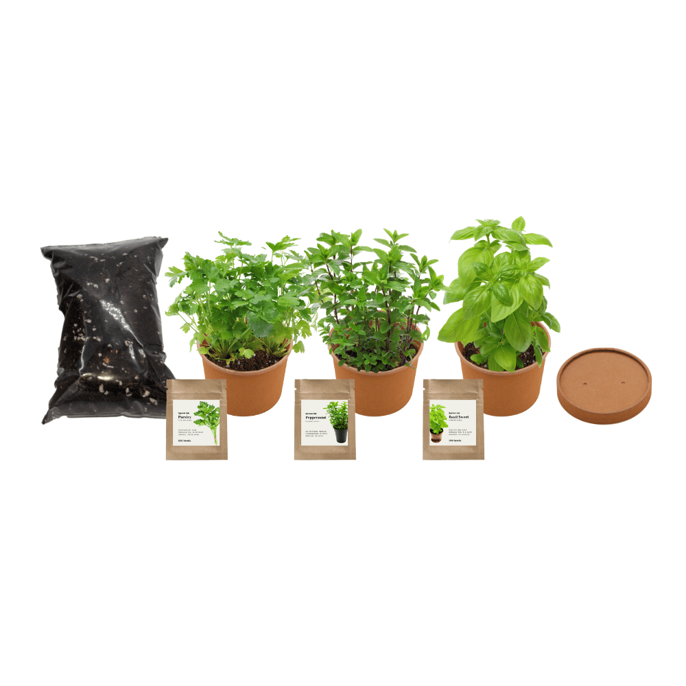 Paper Cup Herb Grow Kit - Sprout lab