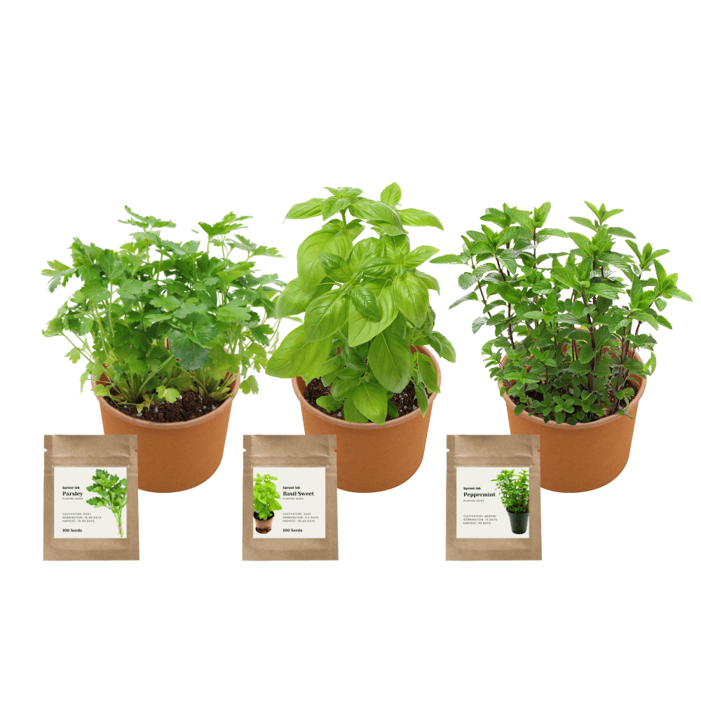 Paper Cup Herb Grow Kit - Sprout lab